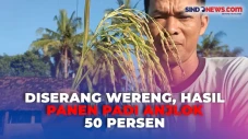 Padi Petani Kulon Progo...