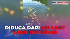 Puluhan Ikan Ditemukan...