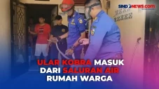 Evakuasi Ular Kobra...