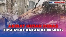 Pohon Beringin Setinggi...