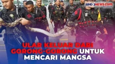 Pasukan Brimob Tangkap...