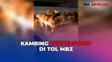Viral Belasan Kambing...