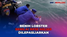 Benih Lobster Hasil...