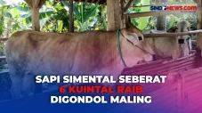Sapi Simental Seberat...