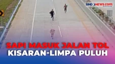 Tidak Diawasi, Sapi...