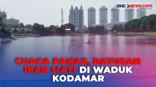 Fenomena Ratusan Ikan...