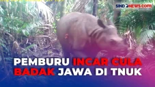 Terancam Punah, 26 Badak...
