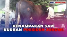 Sapi Simental Bernama...