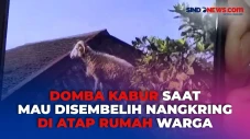 Mau Disembelih, Domba...