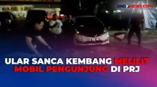 Heboh! Ular Sanca Kembang...