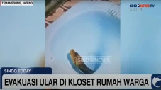 Evakuasi Ular di Temanggung,...