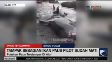 Puluhan Ekor Paus Terdampar...