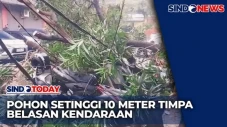 Pohon Setinggi 10 Meter...