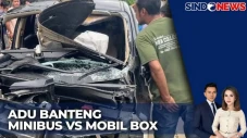 Tabrakan Adu Banteng...