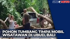 Pohon Tumbang Timpa...