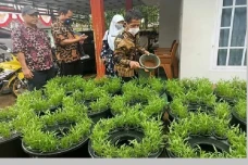 4 Tips Sukses Budidaya...
