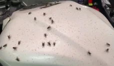 Serbuan Lalat dari TPA...