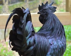 10 Burung Termahal di...