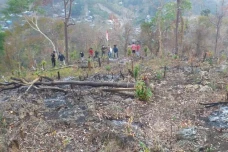 Menyulap Hutan yang...