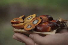 Ditjenbun Minta Pengusaha...