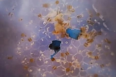 Ilmuwan Temukan Mikroplastik...