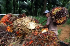 Serikat Petani Kelapa...