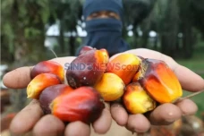 Harga TBS Terjun Bebas,...