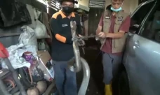 King Kobra Sepanjang...