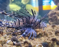 7 Fakta Unik Lionfish,...