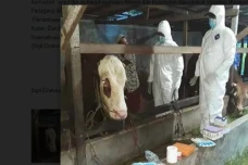 Belasan Ekor Sapi di...