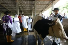 Jelang Idul Adha, Gubernur...