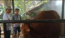 Dampak PMK, Penjualan...