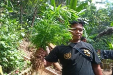 Pencari Madu Temukan...