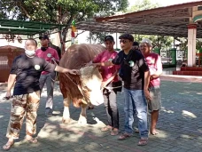 Sapi Kurban Seberat...
