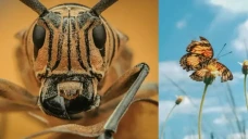 Foto Macro Serangga...