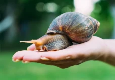 Hama Ribuan Siput Raksasa...