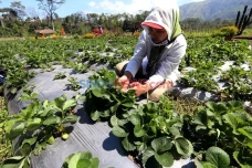 Pikat Milenial, Kementan...