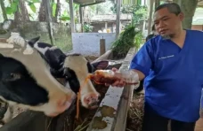 Peternak Pilih Jamu...