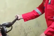 Damkar Evakuasi Ular...