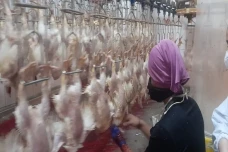 Produksi Ayam Potong...
