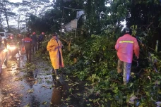 Hujan Angin, 4 Pohon...