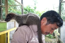 Kopi Luwak Pertama di...
