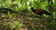Merpati Hitam Superlangka...