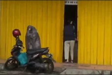 Perampokan Toko Emas...
