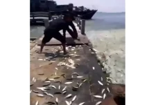 Heboh! Ribuan Ikan Lompat...