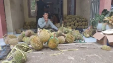 Musim Durian di Palabuhanratu...