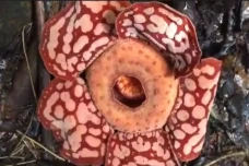 Pesona Bunga Raflesia...