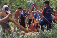 Sapi Seberat 1 Ton Hilang,...