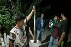 Ular Sanca Kembang Sepanjang...