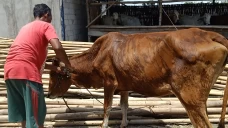14 Sapi di Sragen Diduga...
